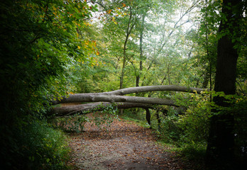 フランスの森の小道