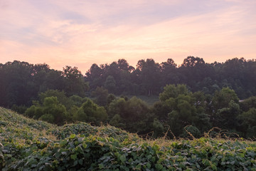A hill in north central Georgia just before the sun breaks over the horizon on a hazy morning