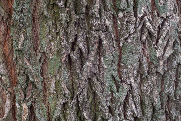  Bark of an old tree closeup as background