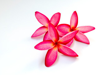 pink frangipani , plumeria flower isolated on white background