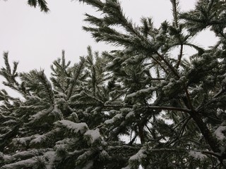 pine tree in winter