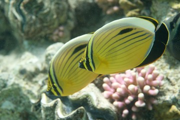 Polyp butterflyfish
