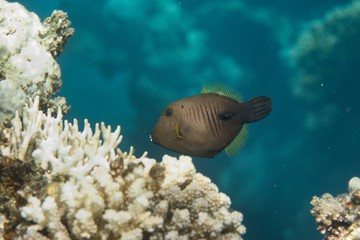 Broom filefish