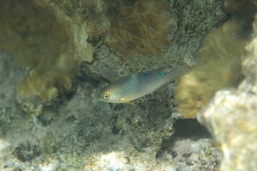 threespot damselfish
