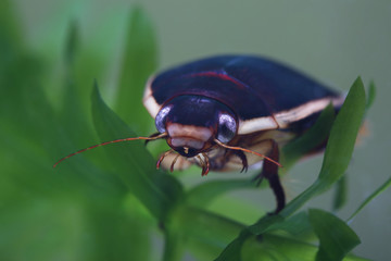 Diving beetle among water plants in pond