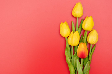 International Womens Day with tulip flowers on red background
