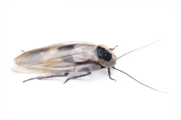 Death's head cockroach (Blaberus craniifer) isolated on white