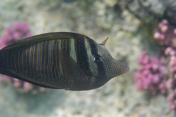 Sailfin surgeonfish