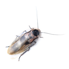 Death's head cockroach (Blaberus craniifer) isolated on white