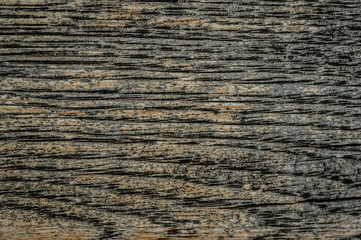 Fototapeta premium Background texture of tree bark