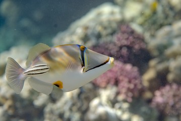 Picasso triggerfish