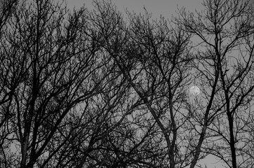 Luna en cielo entre los arboles
