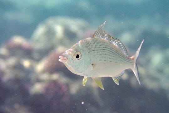 Longtail silver biddy