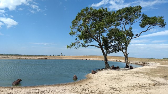 Casanare - Colombia