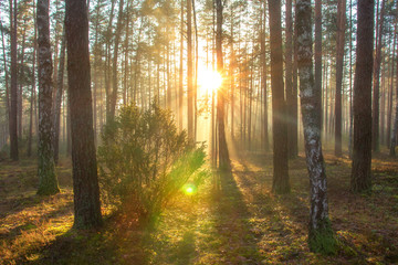 Sun in spring forest. Sunny nature landscape in forest park in beautiful morning