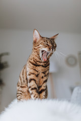 Bengalkatze Hauskatze Rassekatze