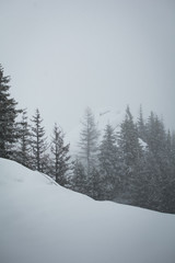 Árboles en la nieve