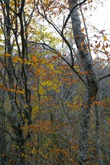 Tatlica waterfalls, Erfelek, Sinop, Turkey 