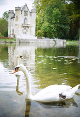 フランスの白鳥
