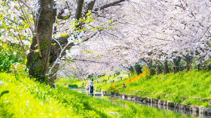 元荒川の桜並木