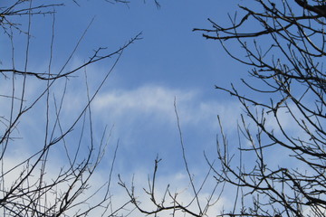 branches against blue sky