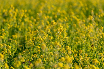 Rapeseed field, Blooming canola flowers