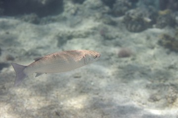 Naklejka premium Mugil cephalus