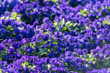 Blue pansy flowers