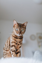 Bengalkatze Hauskatze Rassekatze