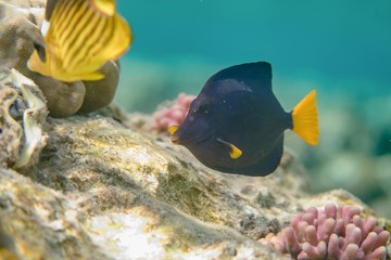 Blue sailfin tang