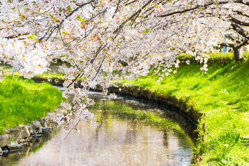 元荒川の桜並木