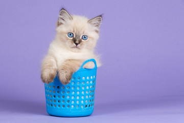 Beautiful Siberian kitten on purple in blue basket