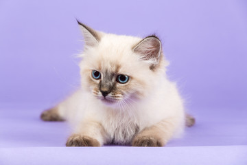 Beautiful Siberian kitten on purple
