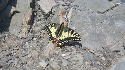 Schmetterling auf Felsen