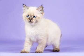 Beautiful Siberian kitten on purple