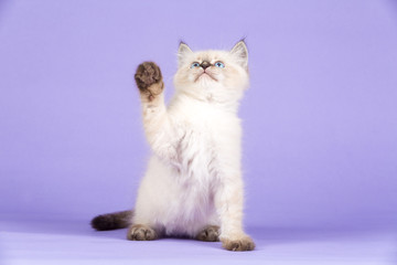 Beautiful Siberian kitten on purple