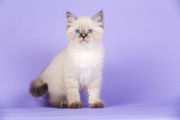 Beautiful Siberian kitten on purple
