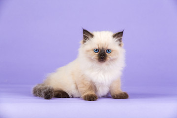 Beautiful Siberian kitten on purple