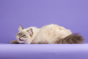 Obraz premium Amazing Siberian cat on purple