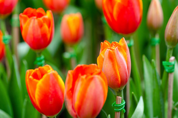 Tulip flowers with blurred pattern background