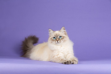 Amazing Siberian cat lying on purple