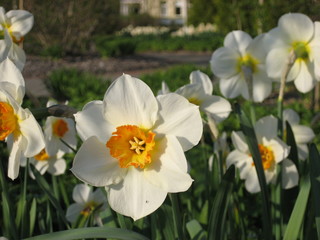 Fototapeta premium varietal daffodils in the garden close-up in sunny weather. selective focus