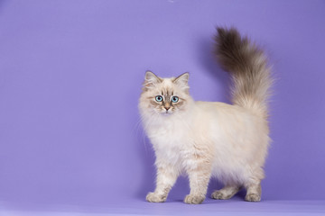 Amazing Siberian cat on purple