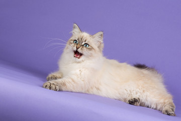 Amazing Siberian cat on purple