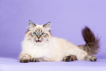 Amazing Siberian cat on purple