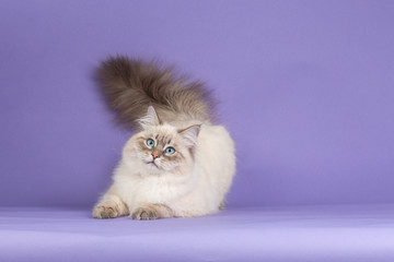 Amazing Siberian cat on purple