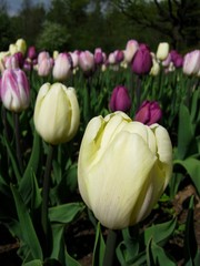 lots of purple and yellow tulips in the garden