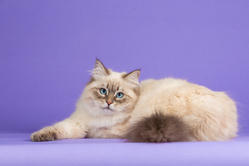 Amazing Siberian cat on purple