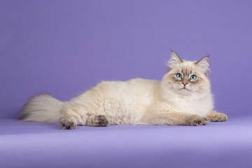 Amazing Siberian cat on purple