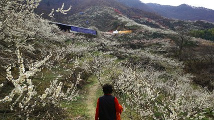 광양 매화축제9